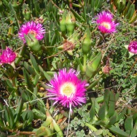 Wild Flowers of Portugal